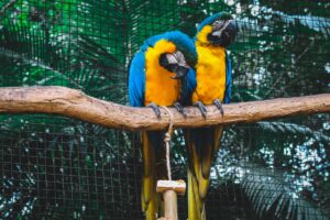 two orange and blue macaws on branch
